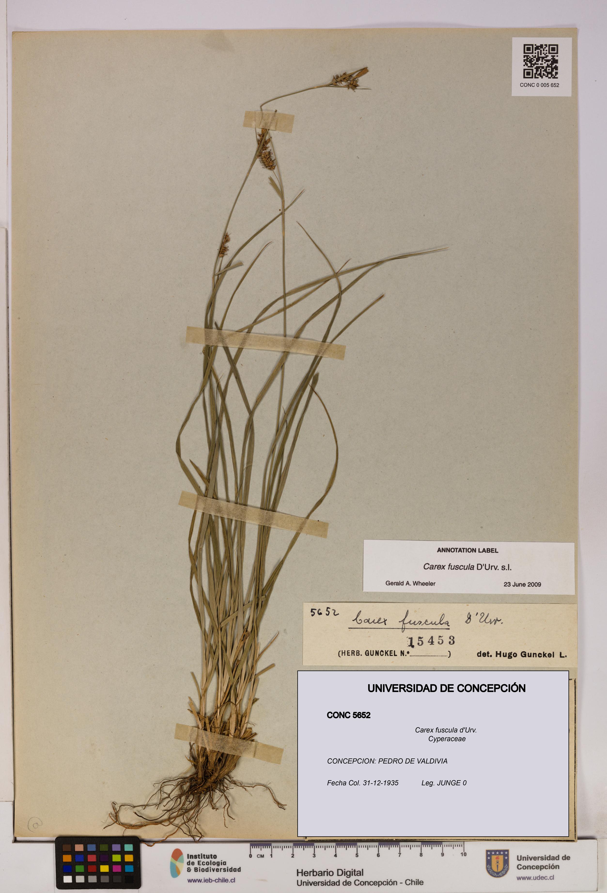 Carex fuscula [Espécimen: UDEC:CONC:0005652]