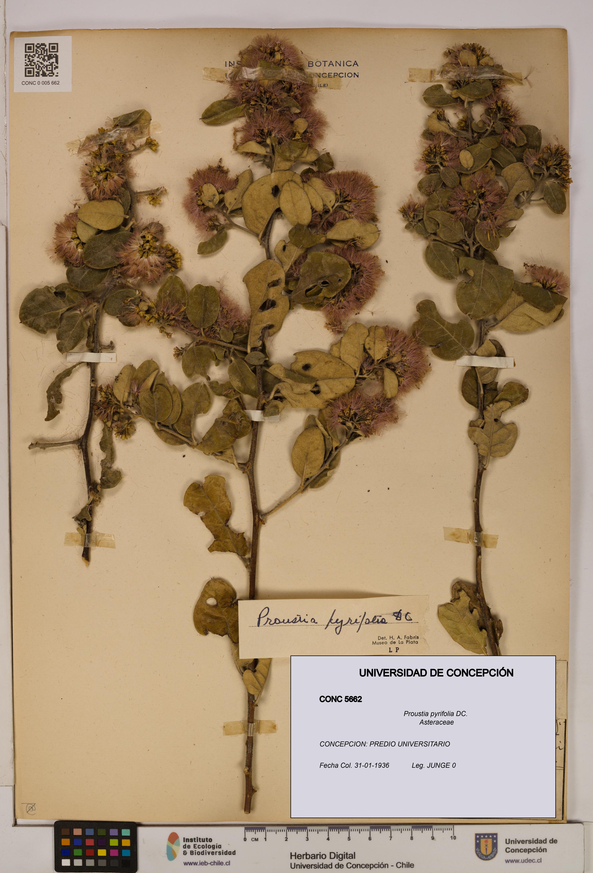 Proustia pyrifolia [Espécimen: UDEC:CONC:0005662]