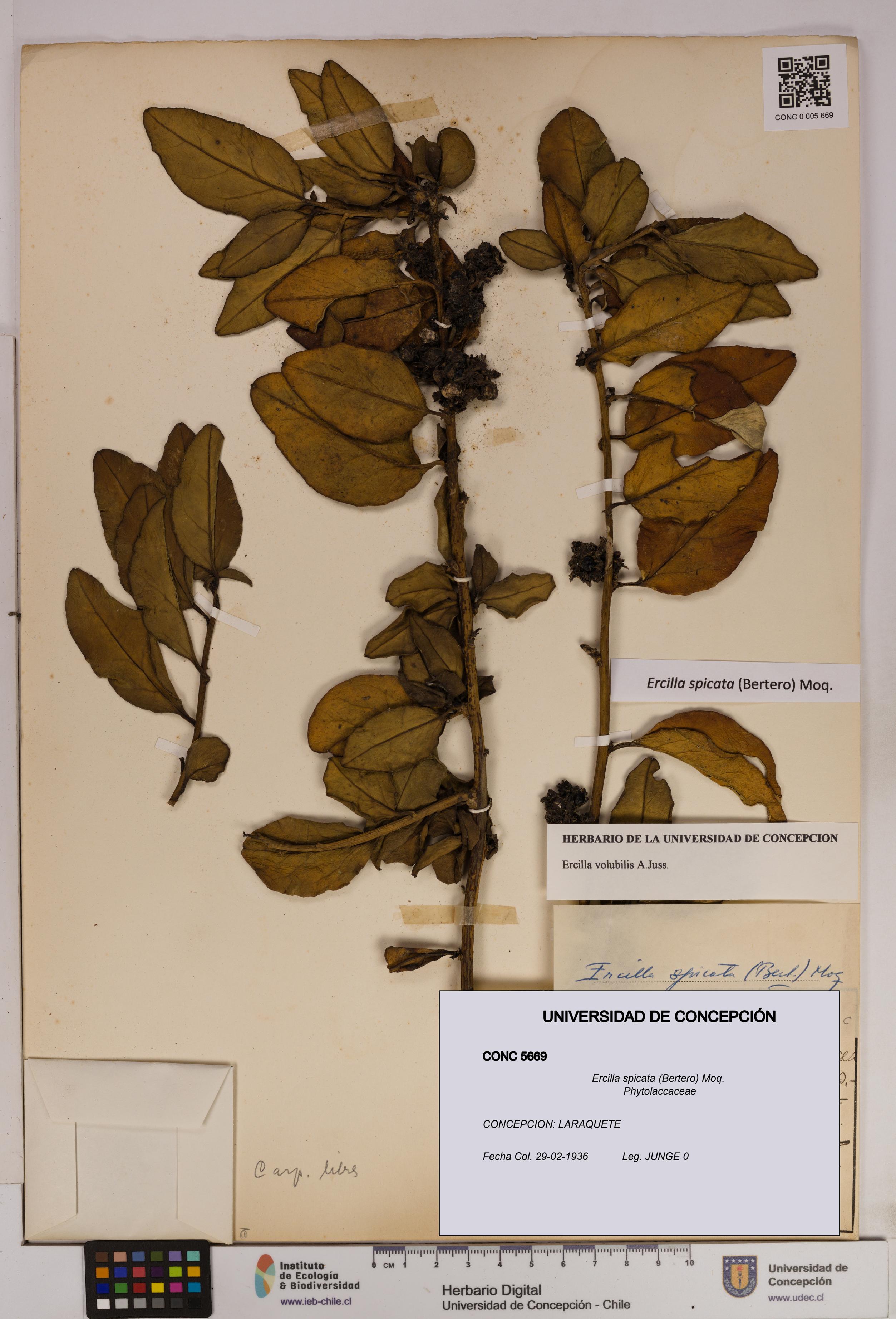 Ercilla spicata [Espécimen: UDEC:CONC:0005669]