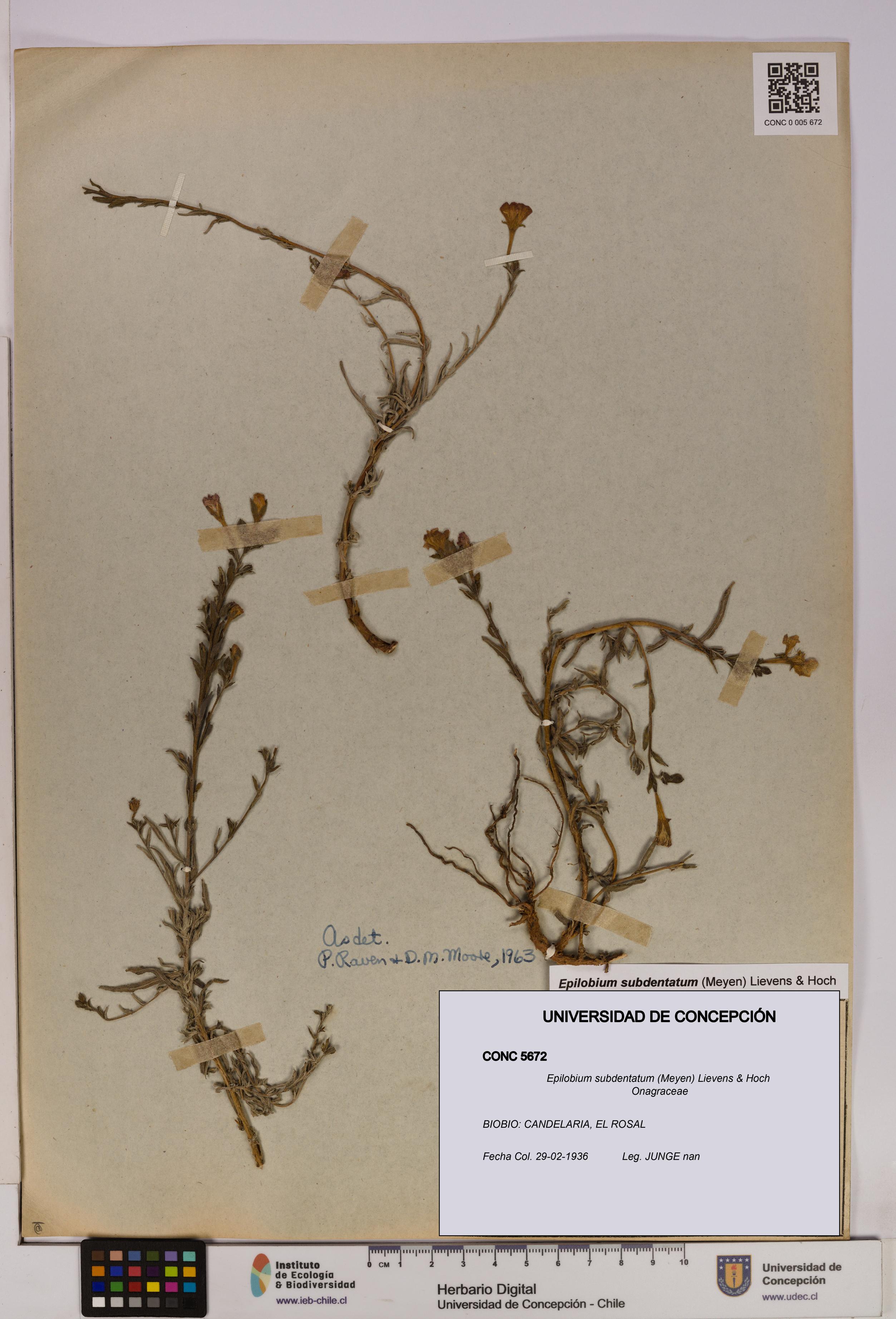 Epilobium subdentatum [Espécimen: UDEC:CONC:0005672]