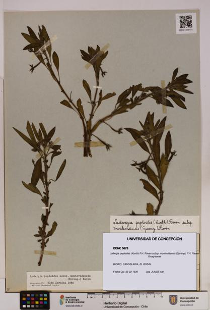 Ludwigia peploides [Espécimen: UDEC:CONC:0005673]