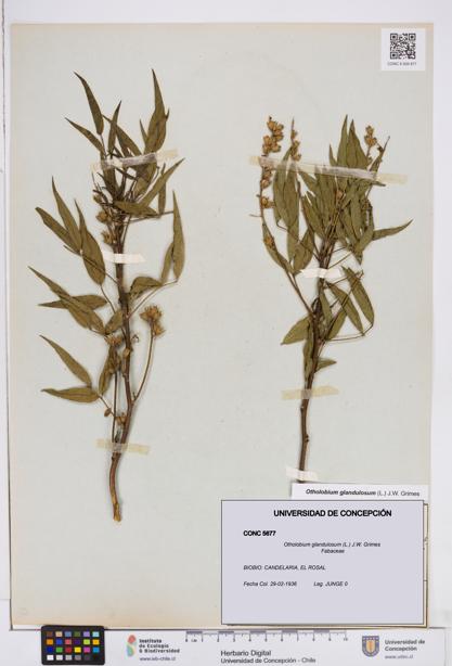 Otholobium glandulosum [Espécimen: ]