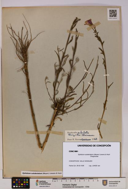 Epilobium subdentatum [Espécimen: UDEC:CONC:0005681]