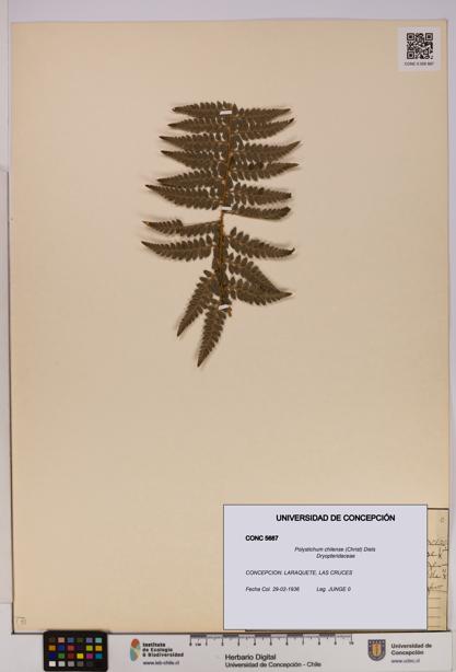 Polystichum chilense [Espécimen: UDEC:CONC:0005687]