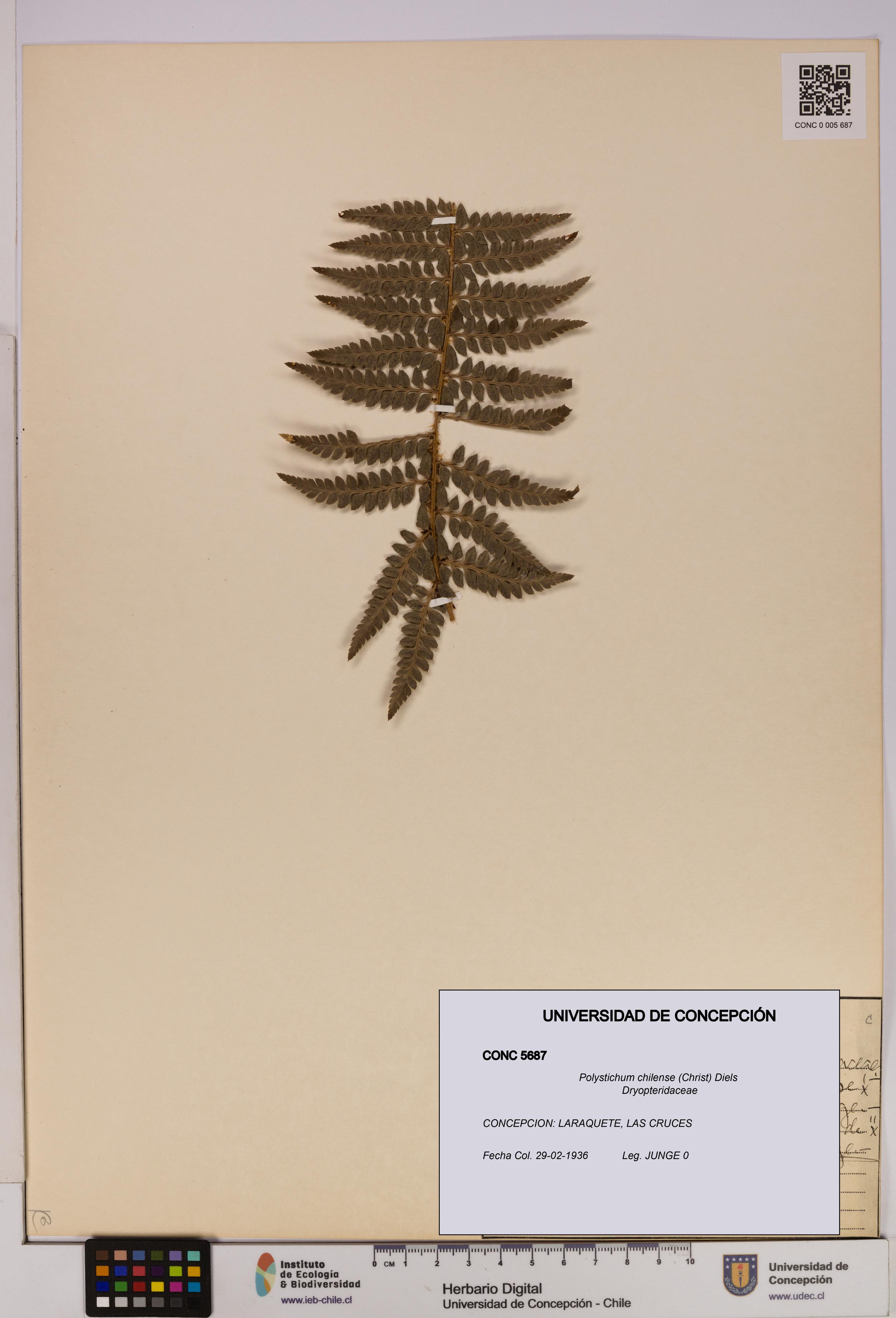 Polystichum chilense [Espécimen: UDEC:CONC:0005687]