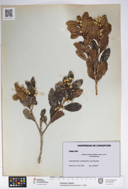 Lithraea caustica [Espécimen: UDEC:CONC:0005707]