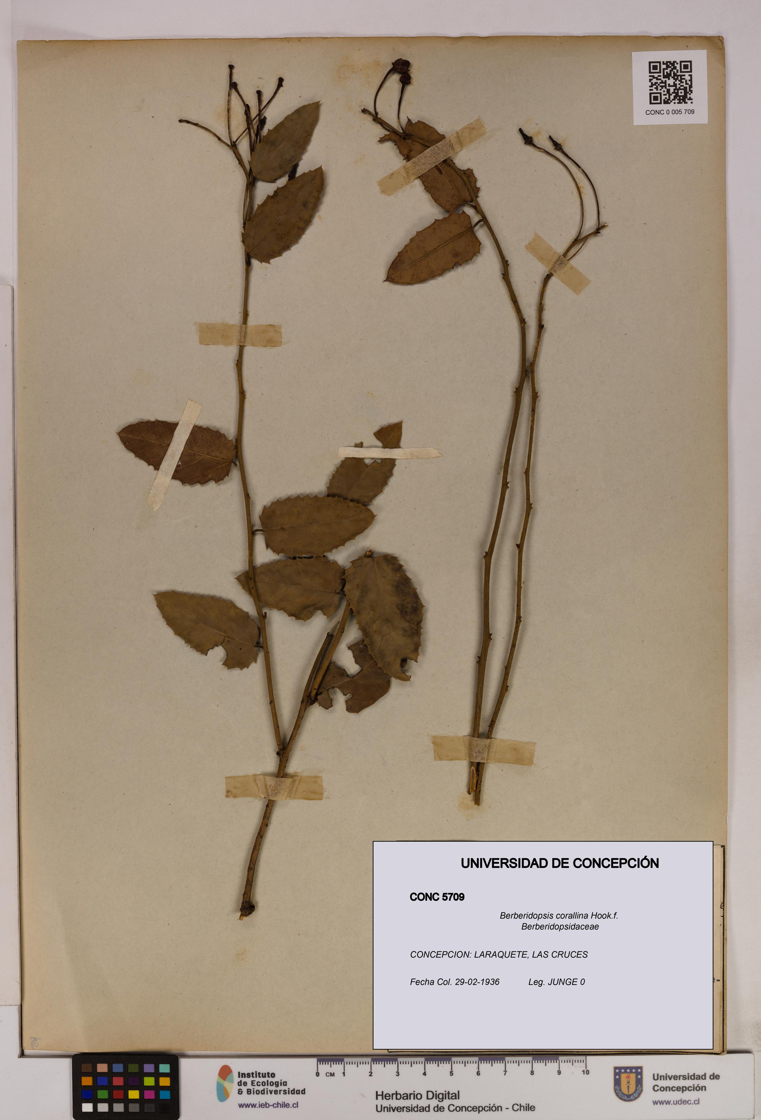 Berberidopsis corallina [Espécimen: UDEC:CONC:0005709]