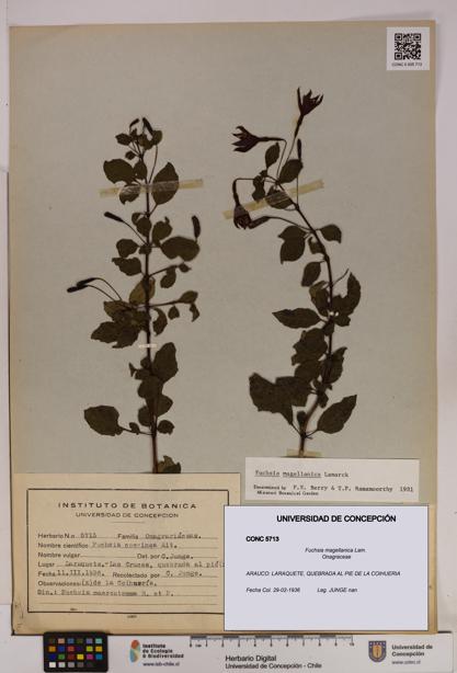Fuchsia magellanica [Espécimen: UDEC:CONC:0005713]