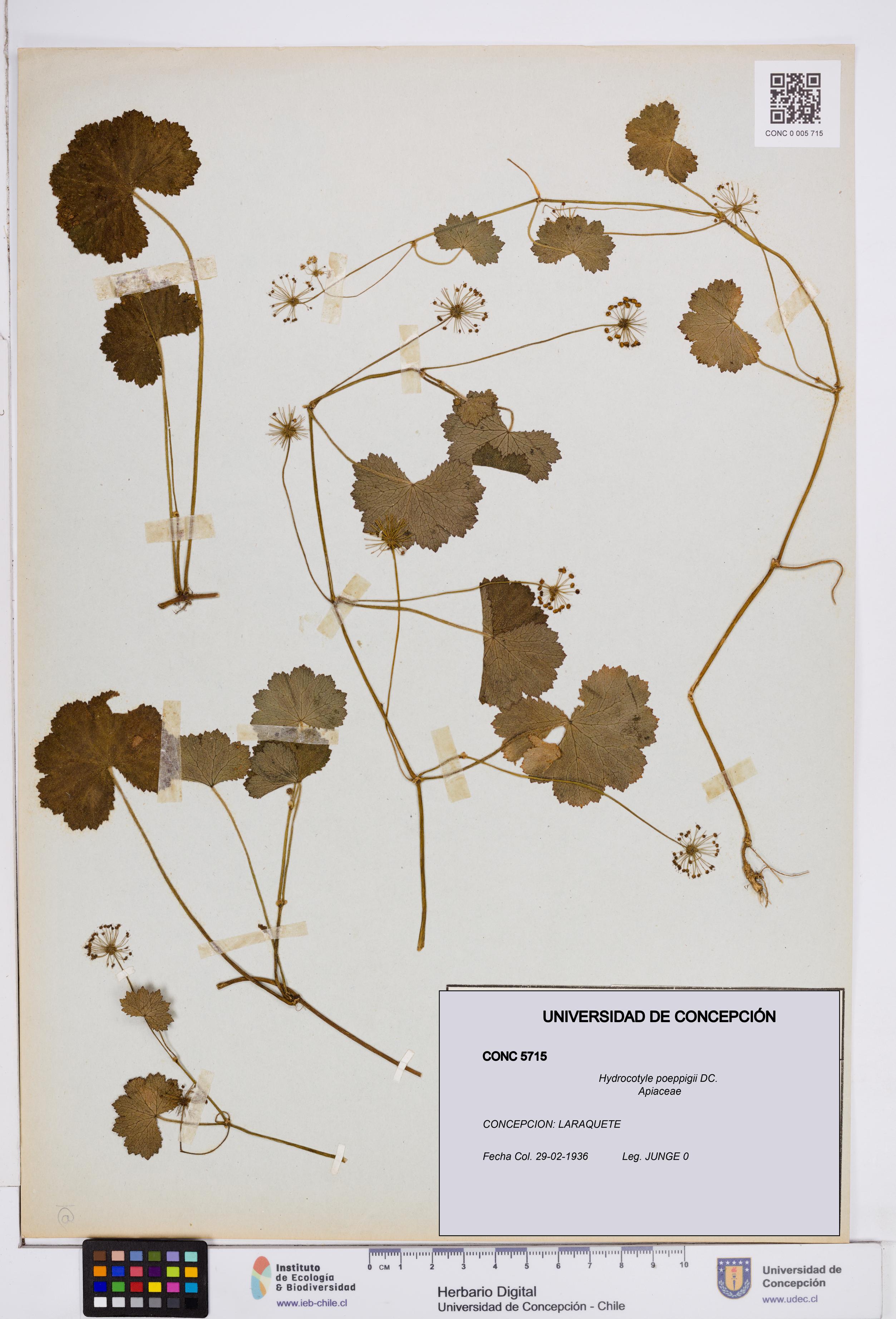 Hydrocotyle poeppigii [Espécimen: ]
