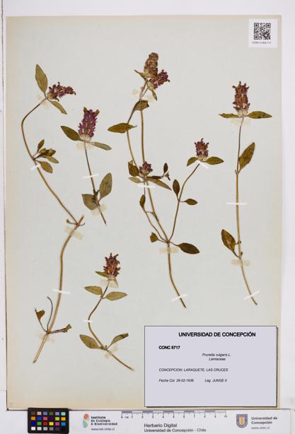 Prunella vulgaris [Espécimen: ]