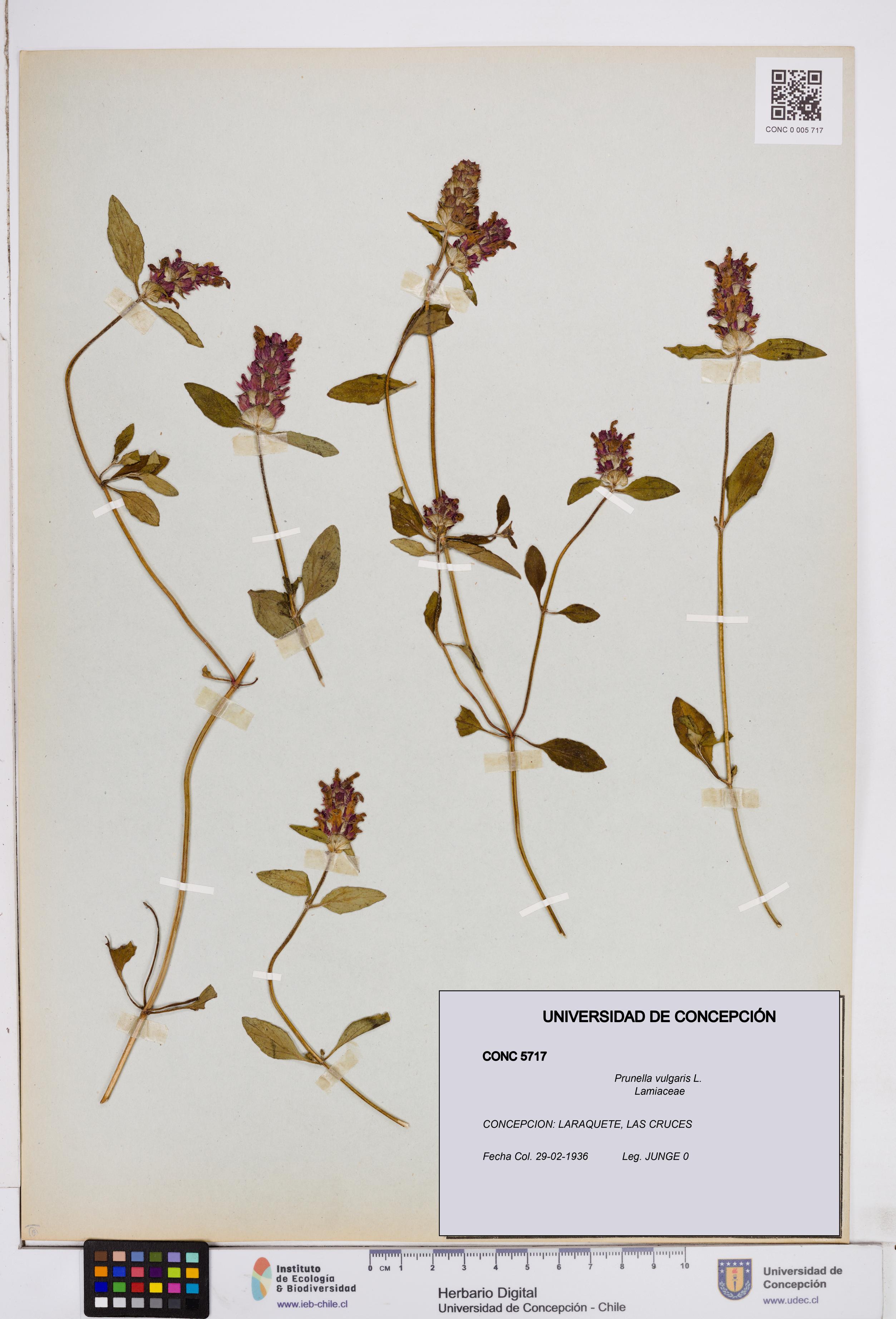 Prunella vulgaris [Espécimen: ]