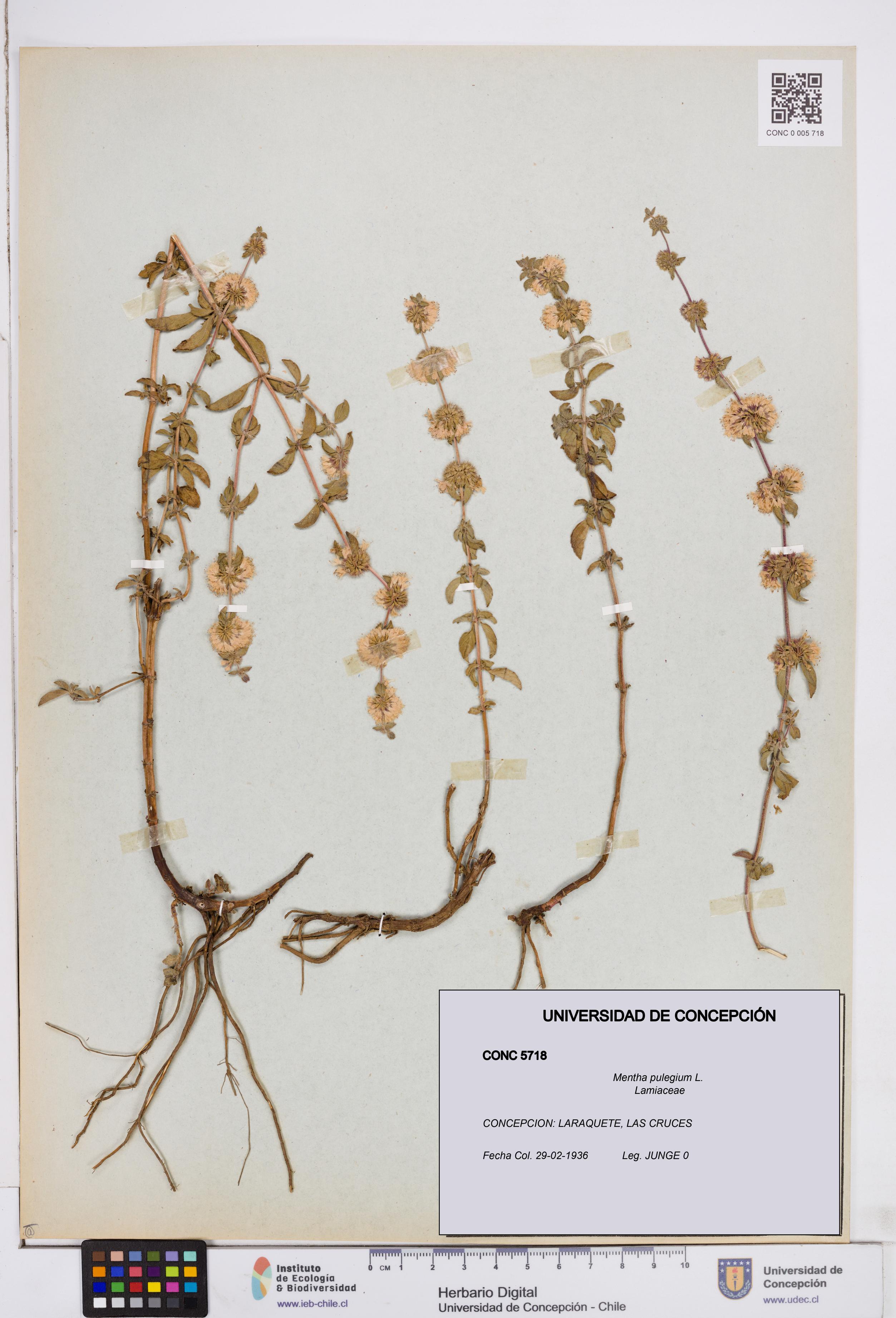 Mentha pulegium [Espécimen: ]