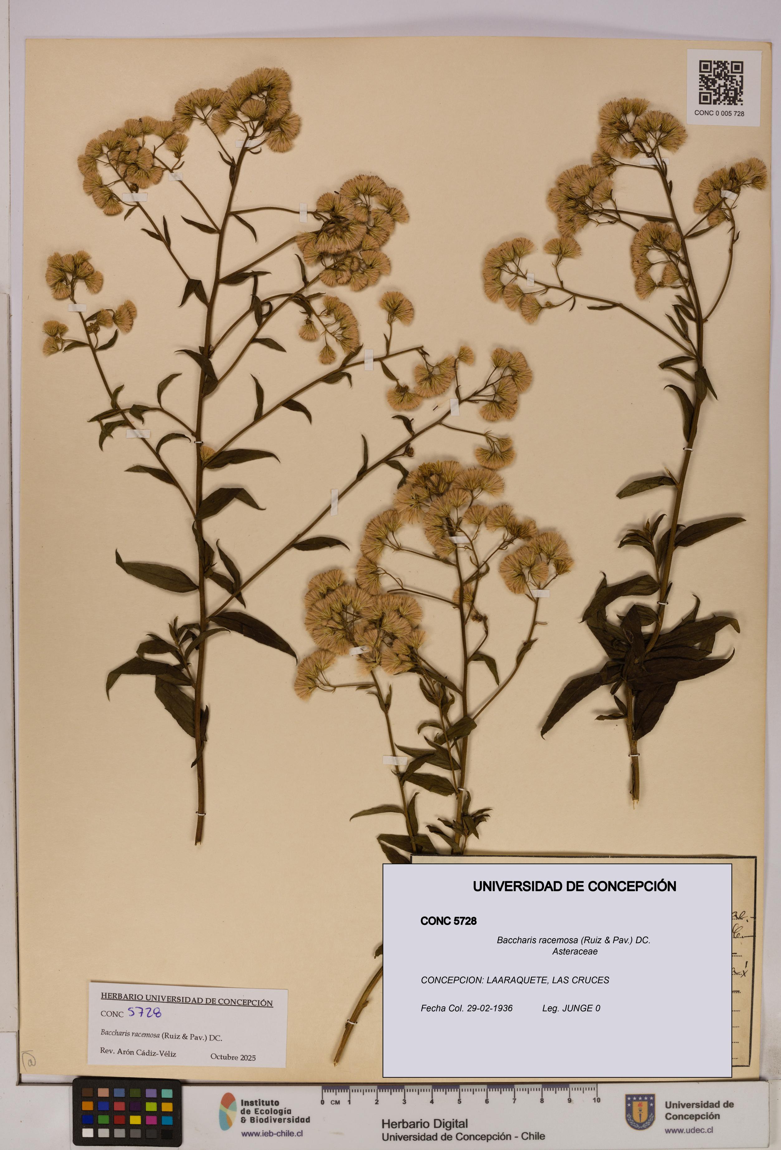 Baccharis racemosa [Espécimen: UDEC:CONC:0005728]