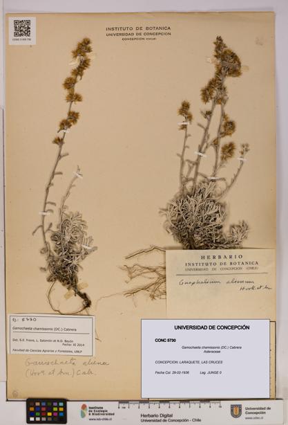 Gamochaeta chamissonis [Espécimen: UDEC:CONC:0005730]