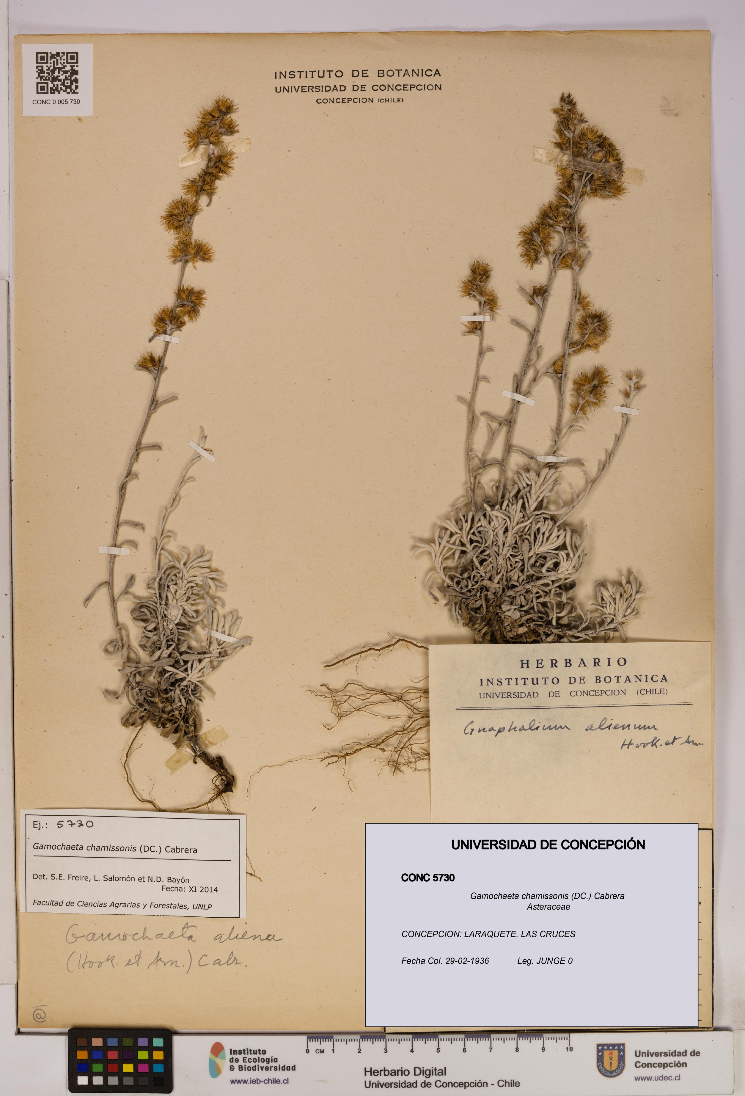 Gamochaeta chamissonis [Espécimen: UDEC:CONC:0005730]