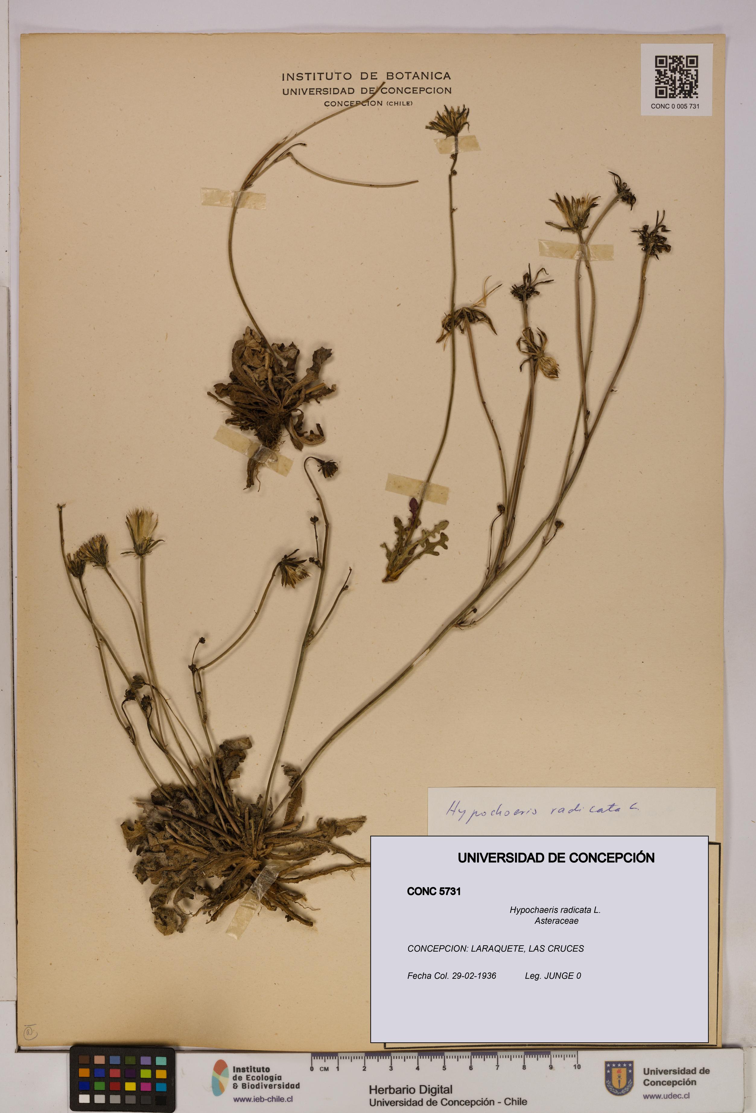 Hypochaeris radicata [Espécimen: UDEC:CONC:0005731]