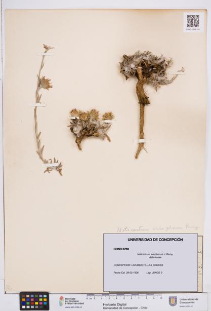 Noticastrum eriophorum [Espécimen: ]