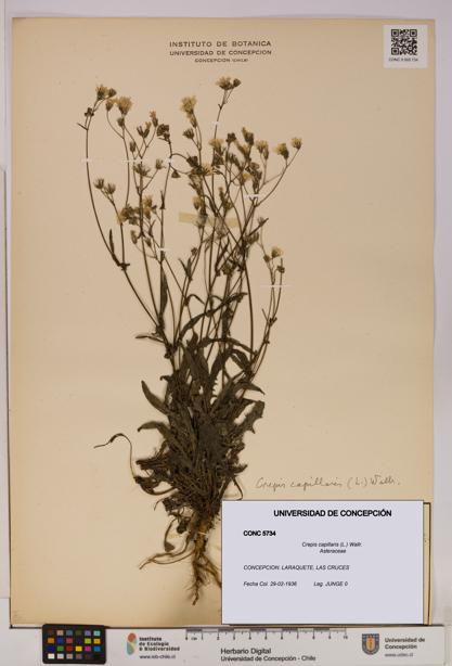 Crepis capillaris [Espécimen: UDEC:CONC:0005734]