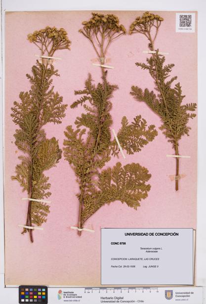 Tanacetum vulgare [Espécimen: ]