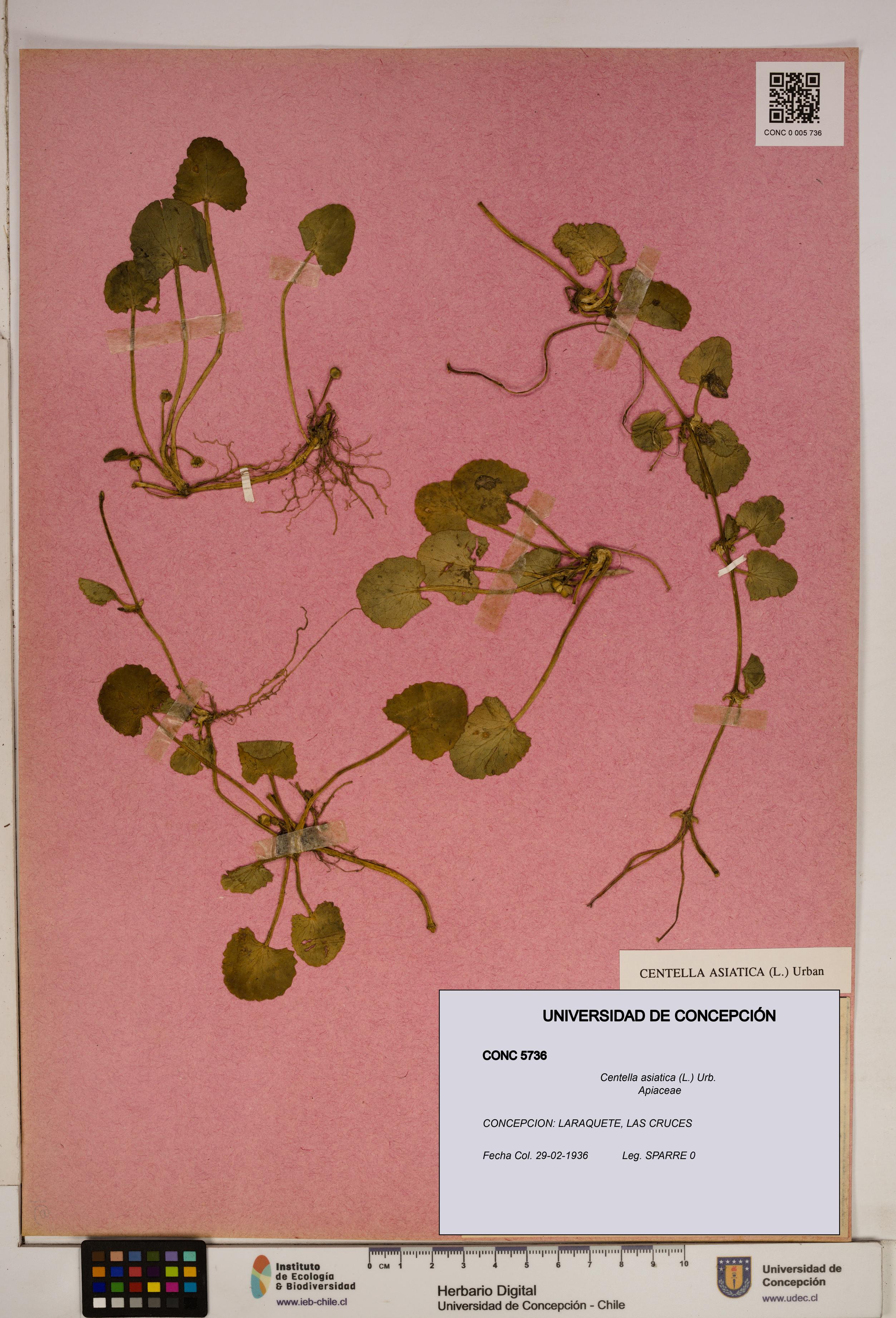 Centella asiatica [Espécimen: ]