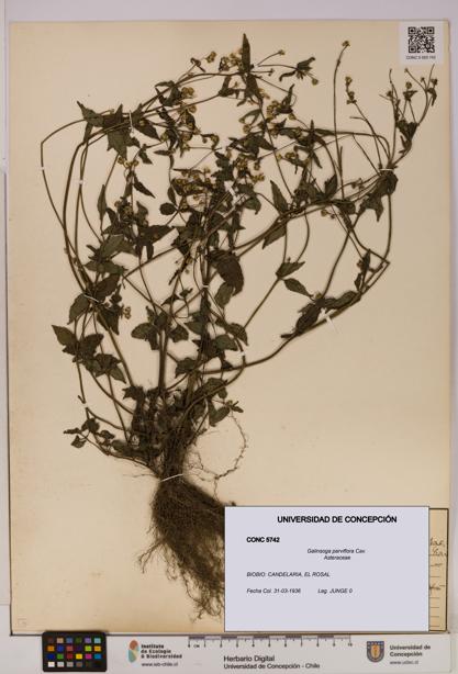 Galinsoga parviflora [Espécimen: UDEC:CONC:0005742]
