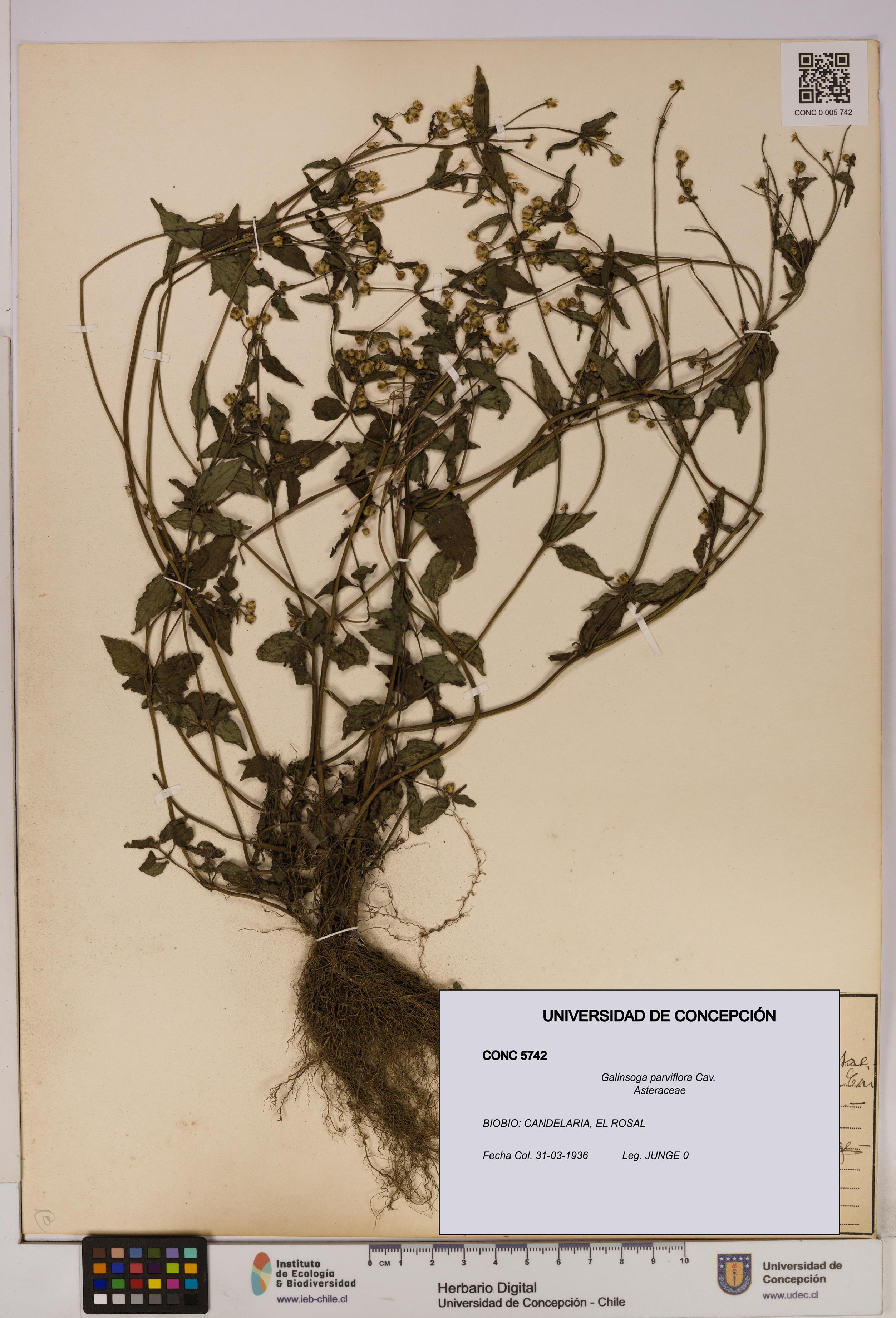Galinsoga parviflora [Espécimen: UDEC:CONC:0005742]