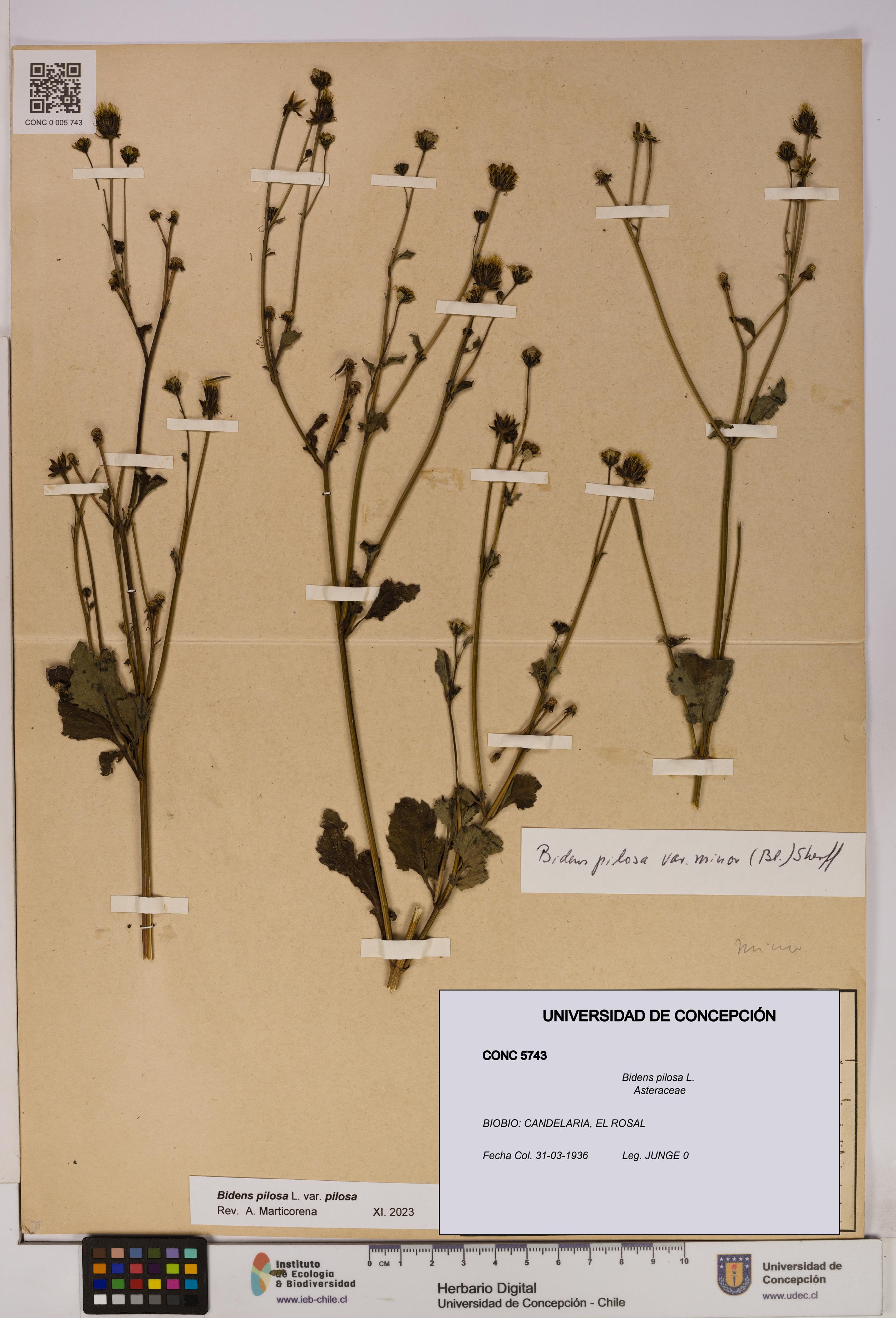 Bidens pilosa [Espécimen: UDEC:CONC:0005743]