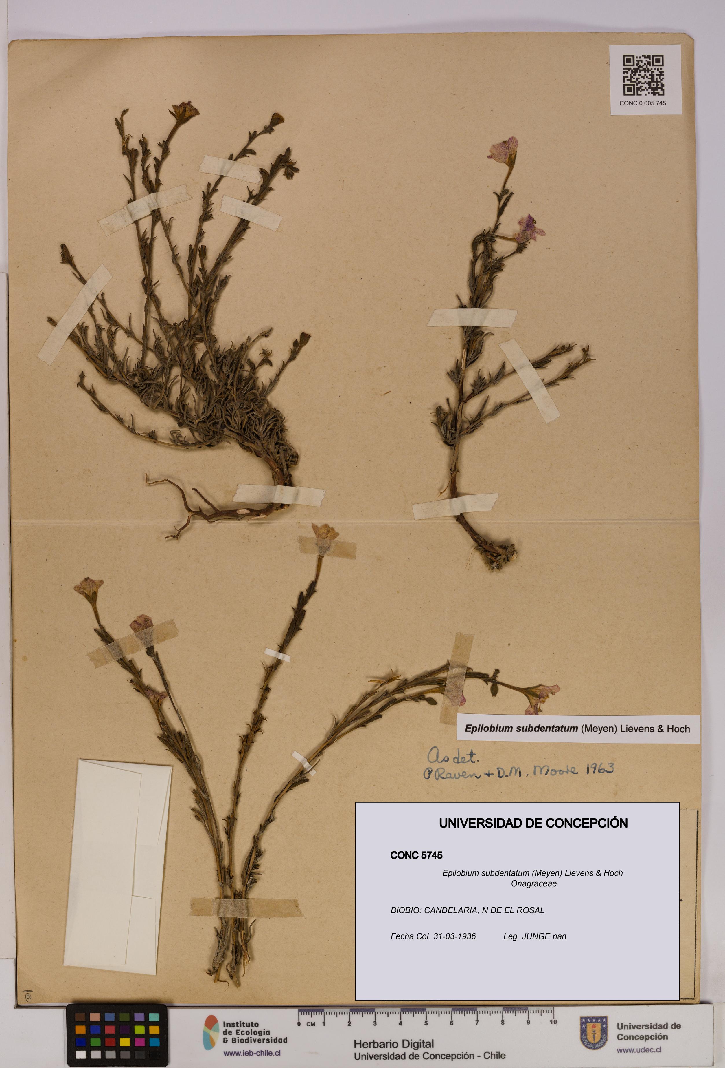 Epilobium subdentatum [Espécimen: UDEC:CONC:0005745]