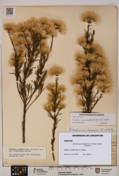 Baccharis pycnocephala [Espécimen: UDEC:CONC:0005747]