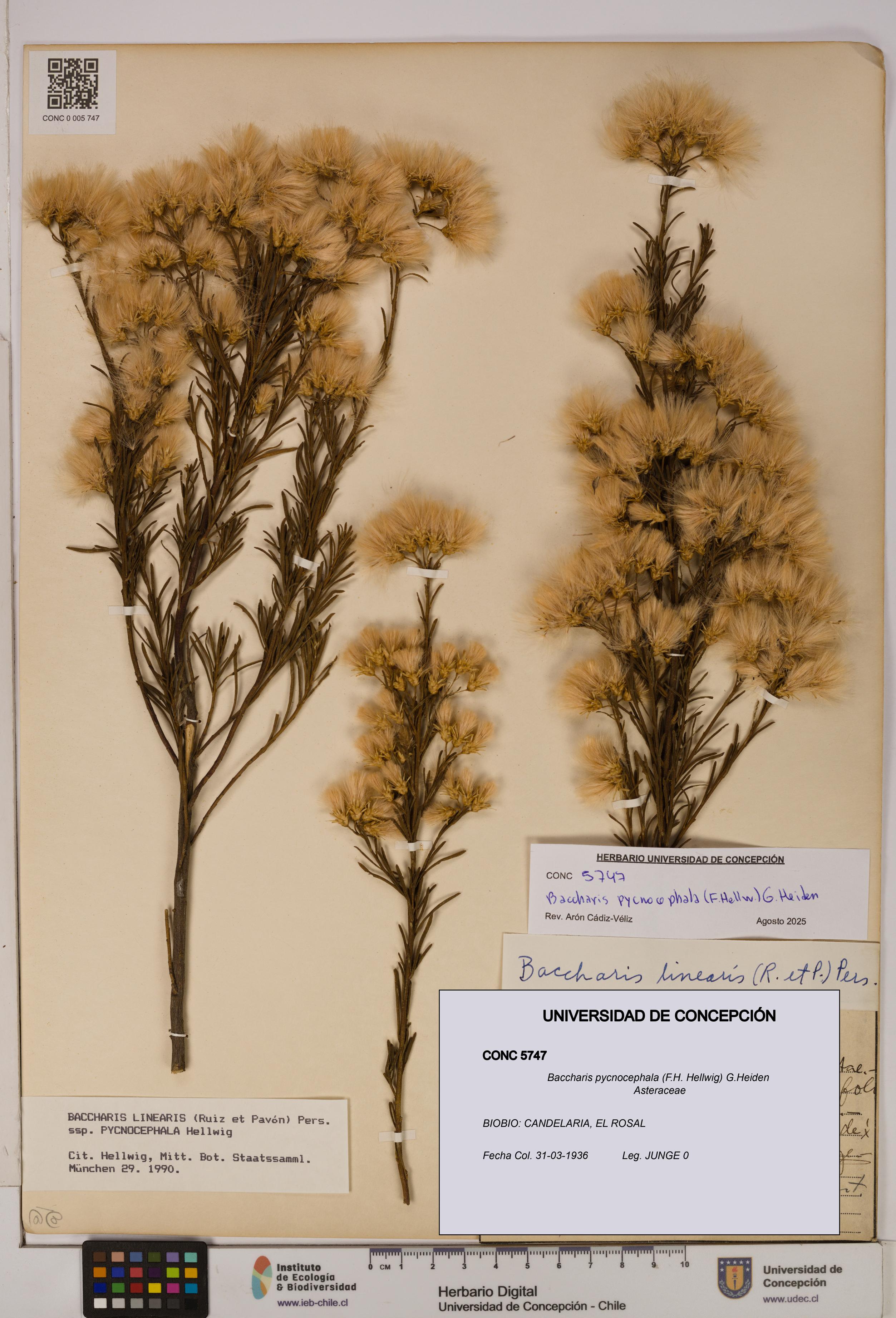 Baccharis pycnocephala [Espécimen: UDEC:CONC:0005747]