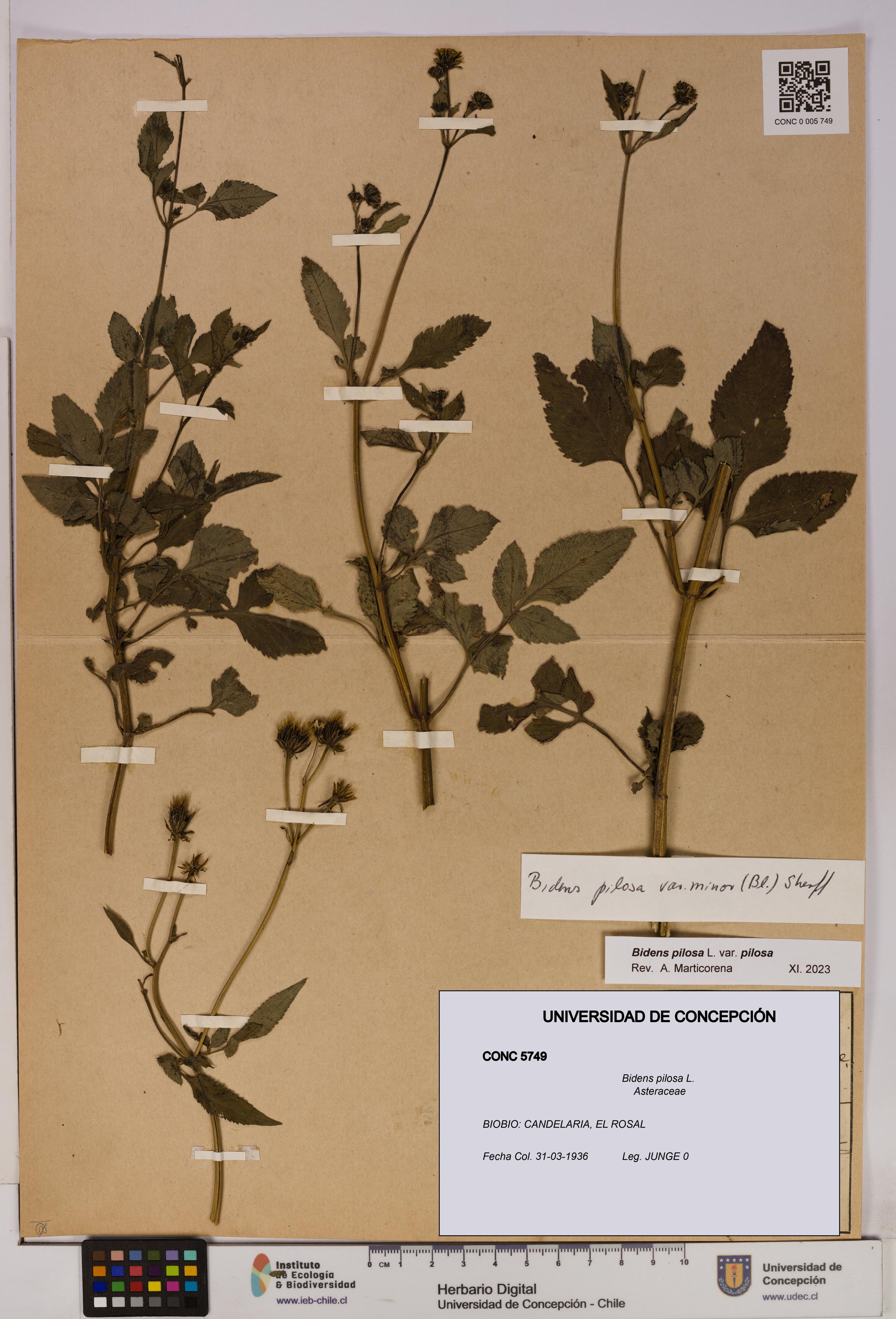 Bidens pilosa [Espécimen: UDEC:CONC:0005749]