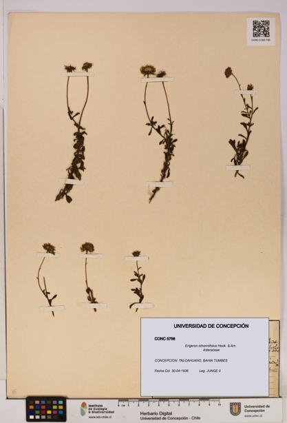 Erigeron othonnifolius [Espécimen: UDEC:CONC:0005756]