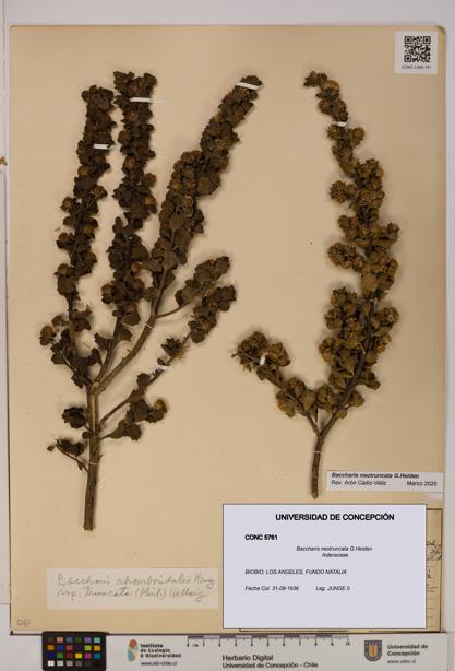 Baccharis neotruncata [Espécimen: UDEC:CONC:0005761]