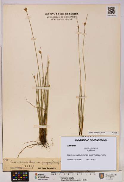 Carex pungens [Espécimen: UDEC:CONC:0005768]