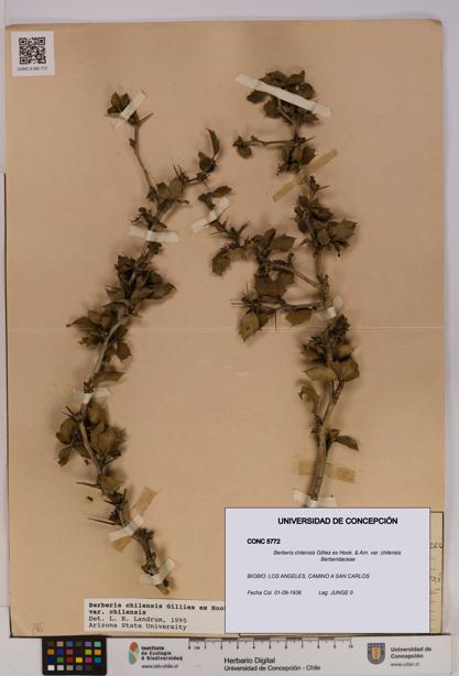 Berberis chilensis var. chilensis [Espécimen: UDEC:CONC:0005772]