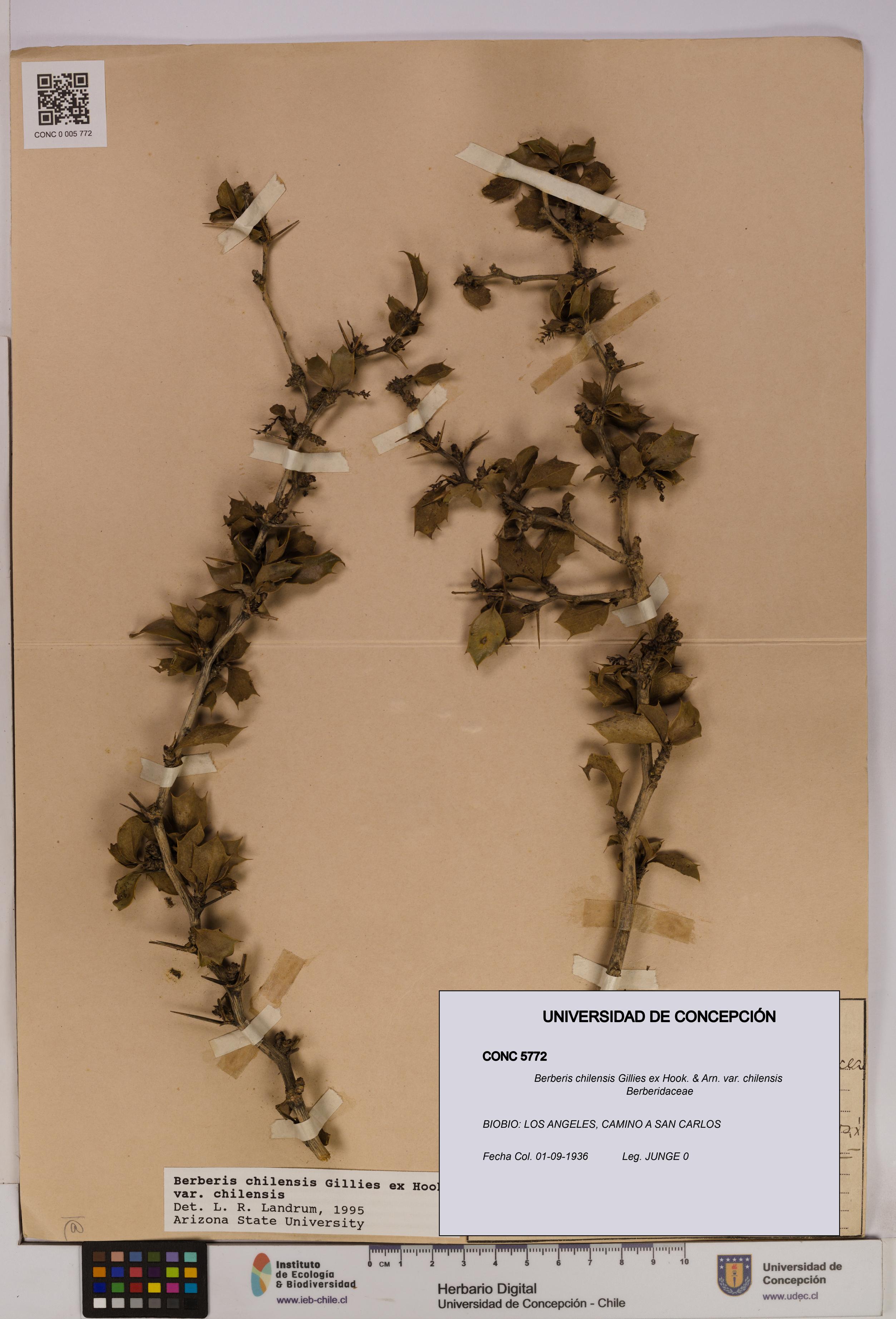 Berberis chilensis var. chilensis [Espécimen: UDEC:CONC:0005772]