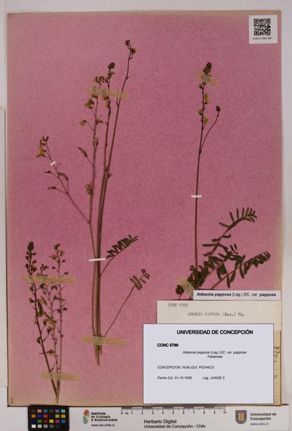 Adesmia papposa var. papposa [Espécimen: UDEC:CONC:0005799]