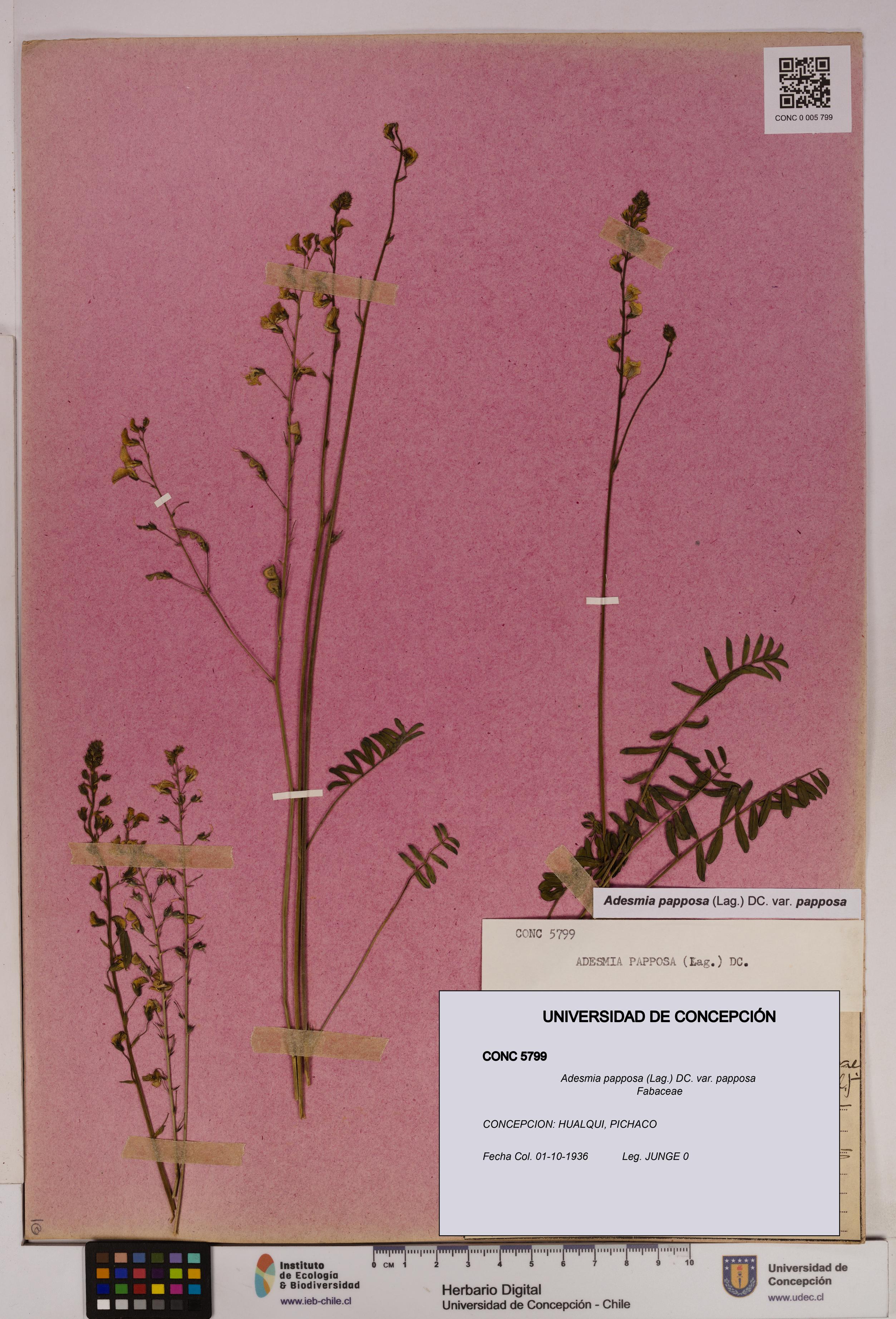 Adesmia papposa var. papposa [Espécimen: UDEC:CONC:0005799]