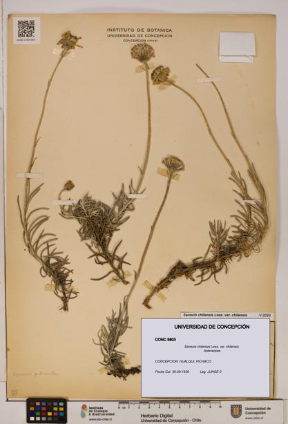Senecio chilensis var. chilensis [Espécimen: UDEC:CONC:0005803]