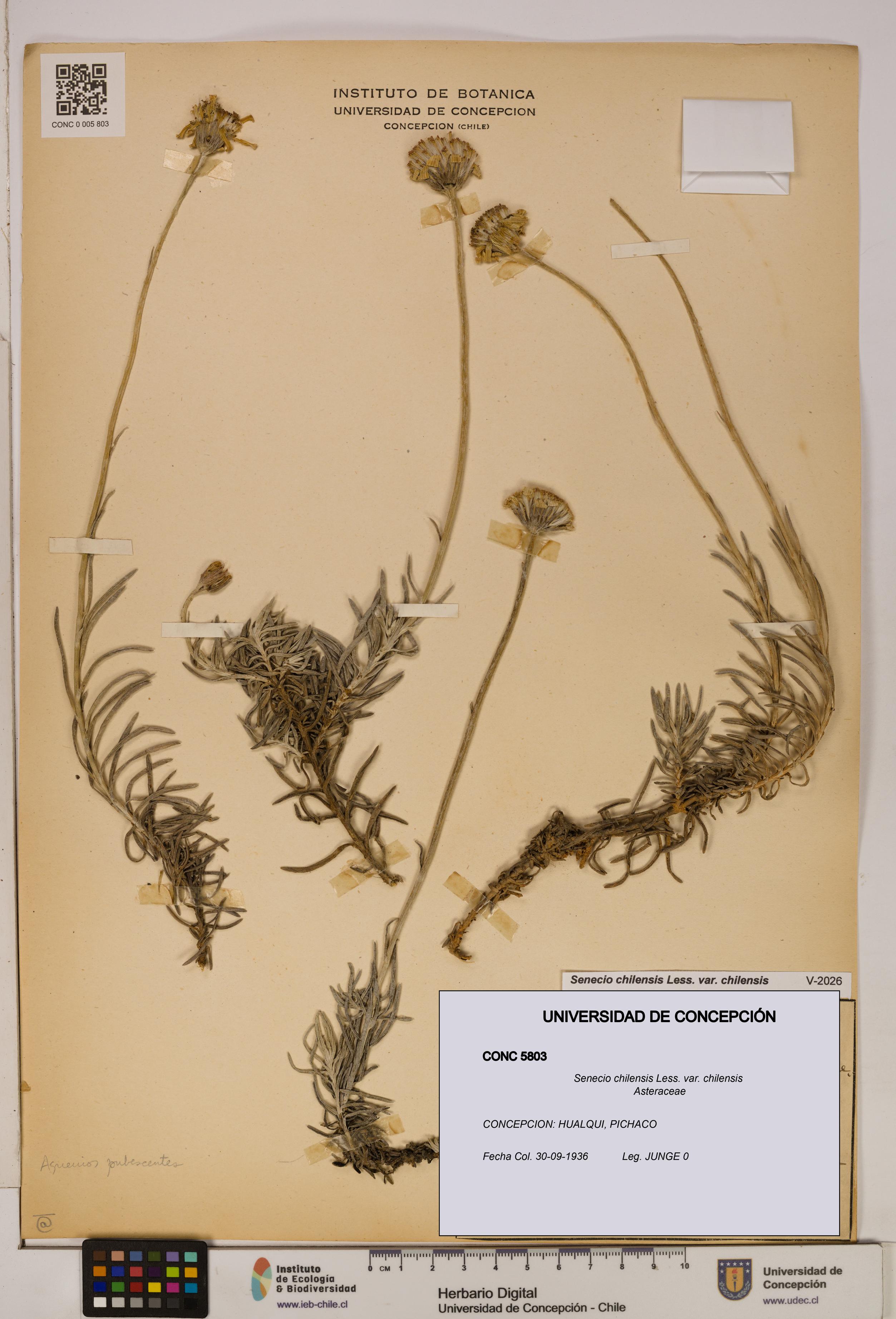 Senecio chilensis var. chilensis [Espécimen: UDEC:CONC:0005803]