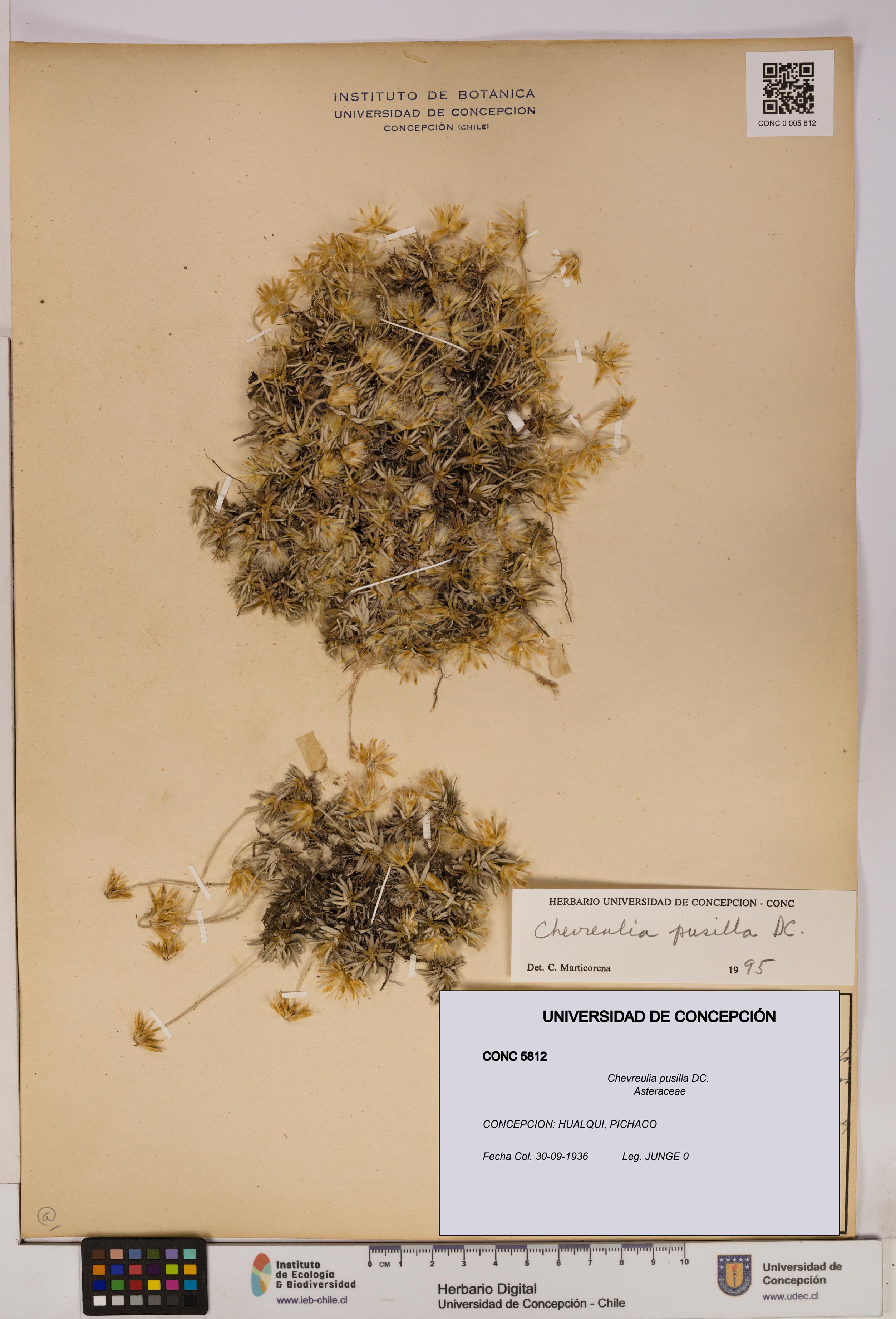 Chevreulia pusilla [Espécimen: UDEC:CONC:0005812]