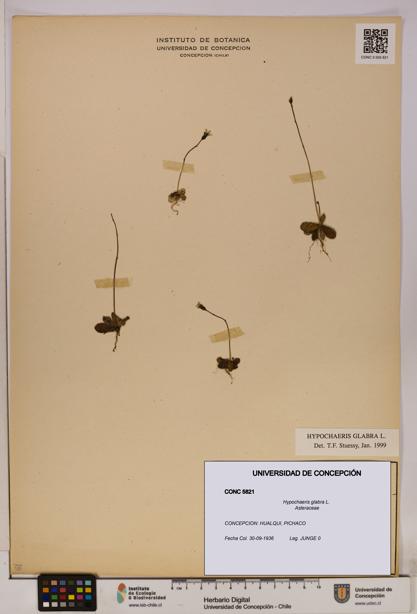 Hypochaeris glabra [Espécimen: UDEC:CONC:0005821]