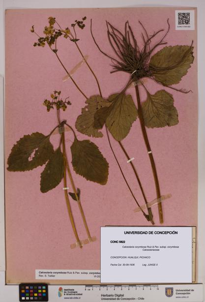 Calceolaria corymbosa [Espécimen: UDEC:CONC:0005822]