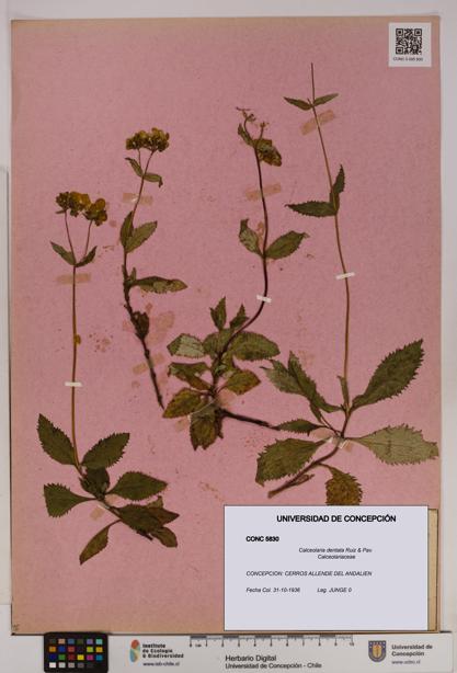 Calceolaria dentata [Espécimen: UDEC:CONC:0005830]