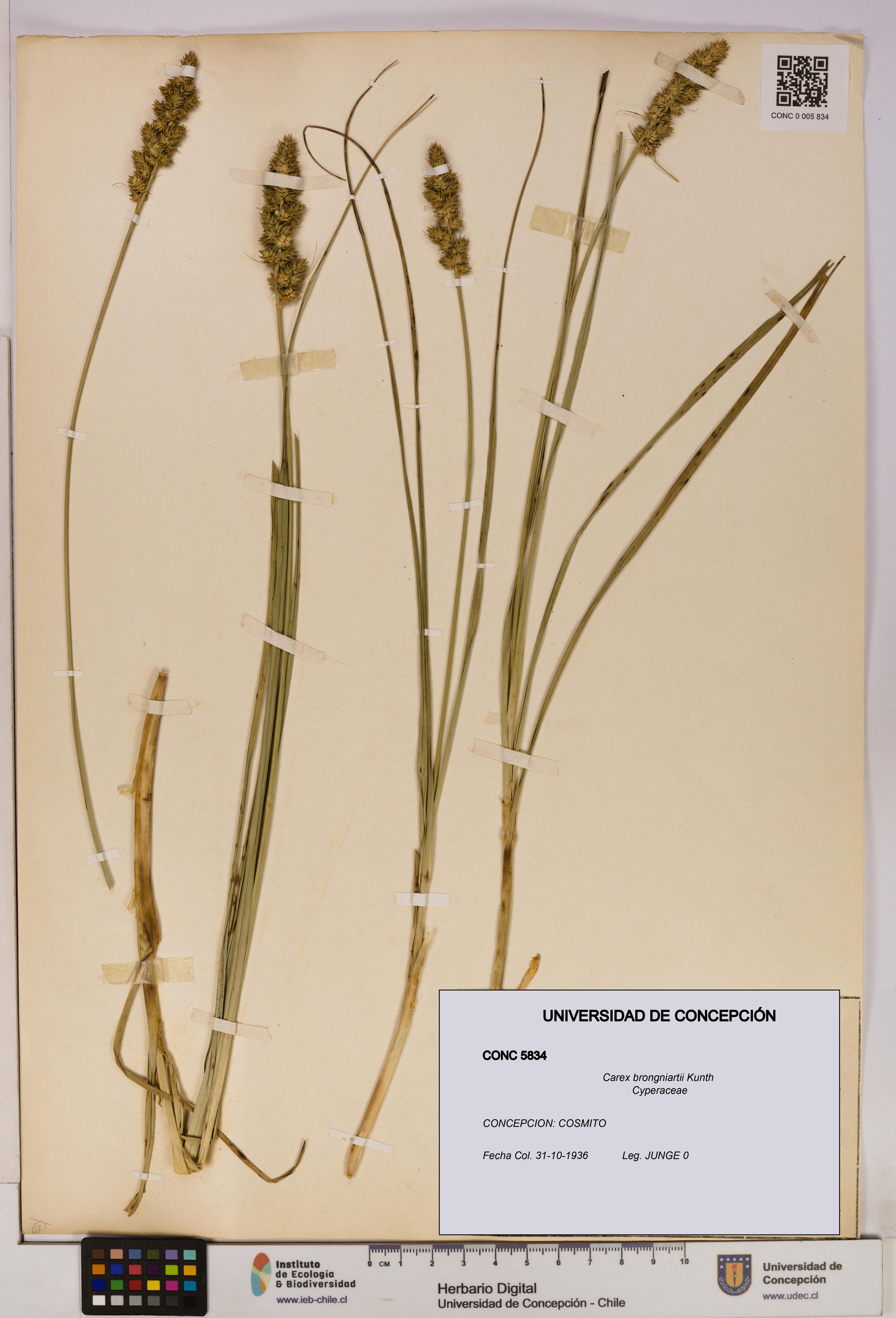 Carex brongniartii [Espécimen: UDEC:CONC:0005834]