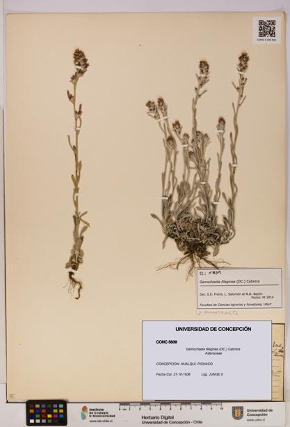 Gamochaeta filaginea [Espécimen: UDEC:CONC:0005839]