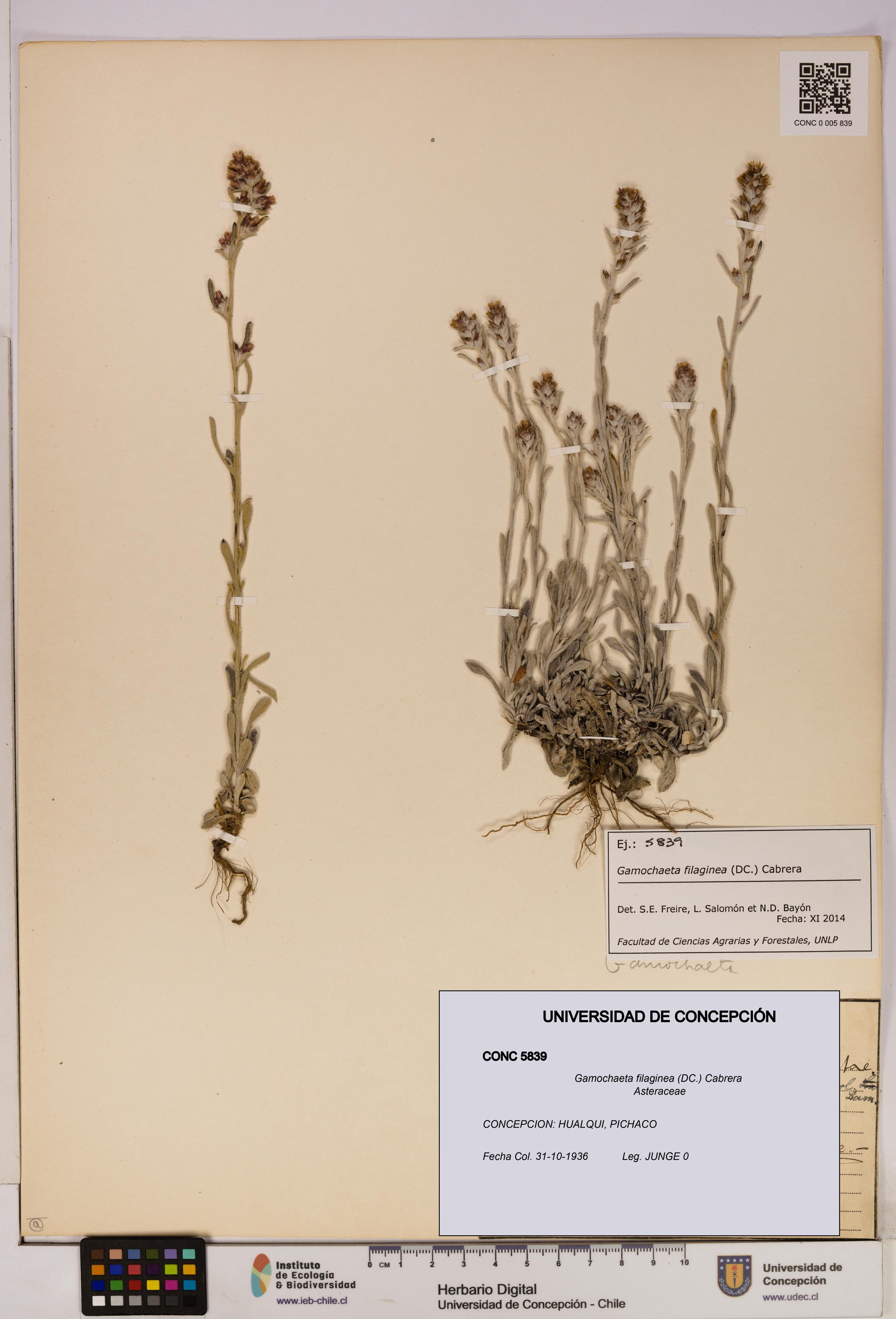 Gamochaeta filaginea [Espécimen: UDEC:CONC:0005839]