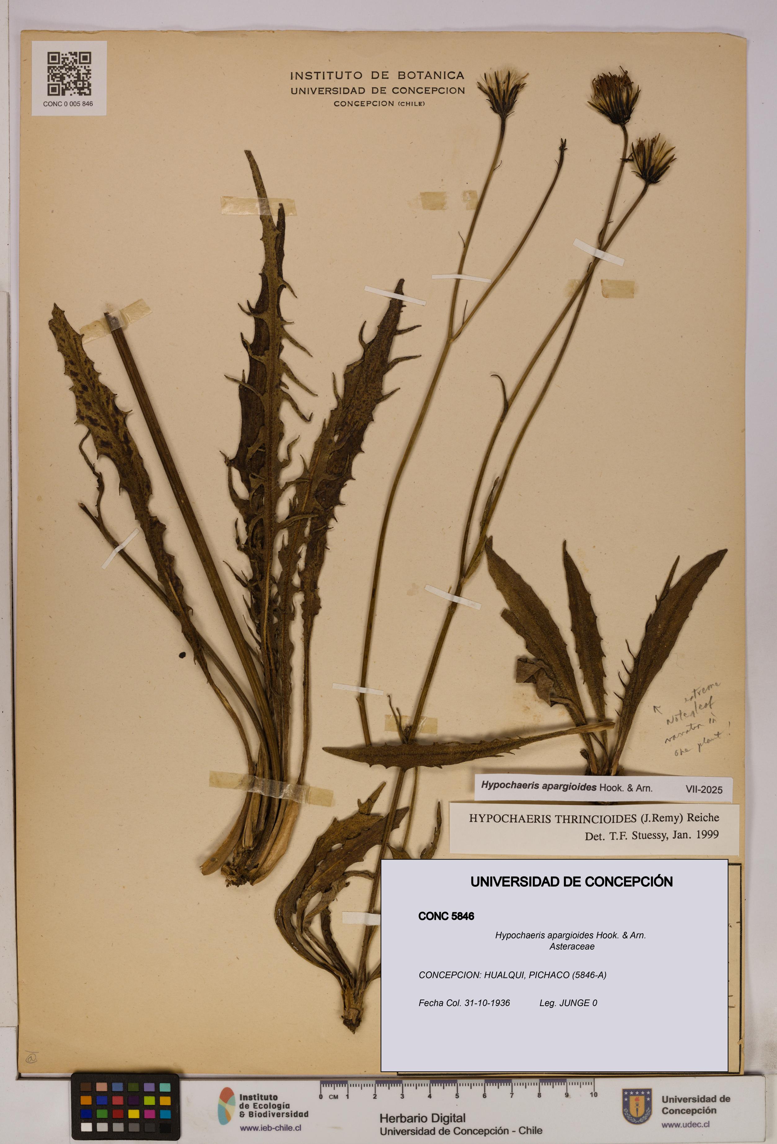 Hypochaeris apargioides [Espécimen: UDEC:CONC:0005846]