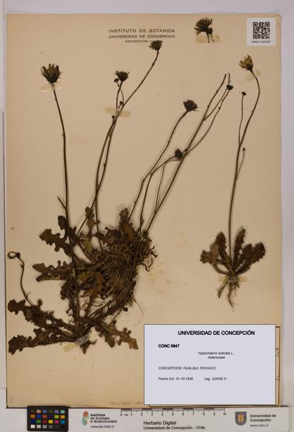 Hypochaeris radicata [Espécimen: UDEC:CONC:0005847]