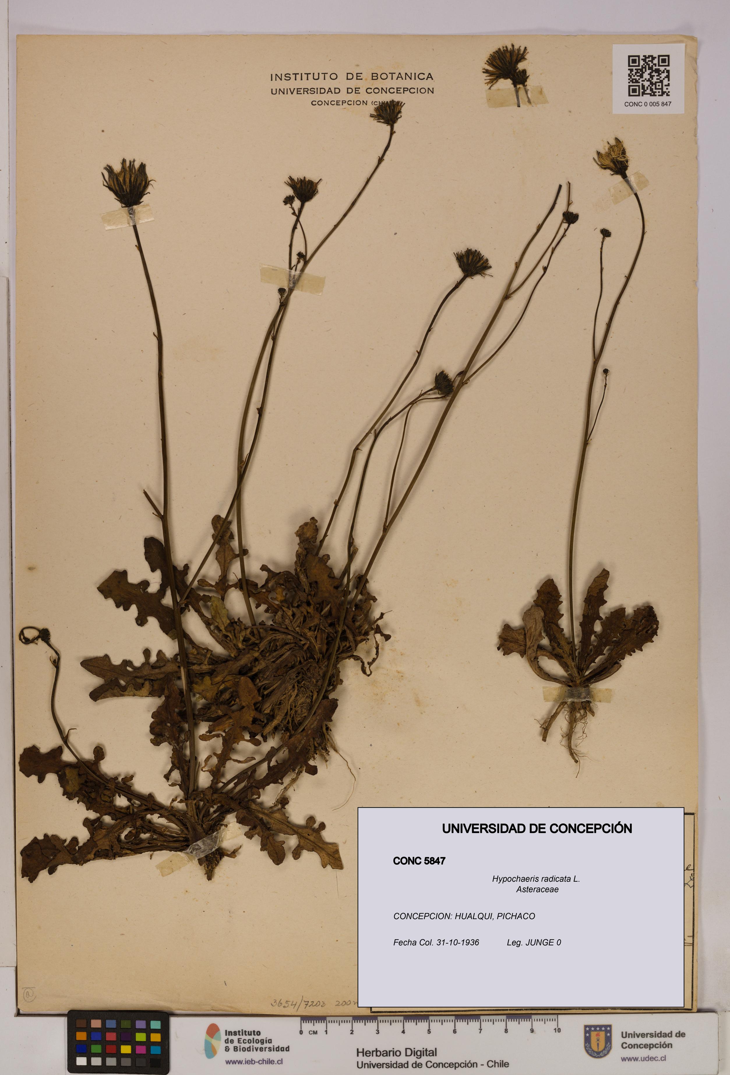 Hypochaeris radicata [Espécimen: UDEC:CONC:0005847]